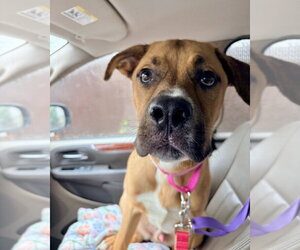 Nugget - Male Labrador Retriever-Rhodesian Ridgeback Mix Dog for Adoption - Photo #6