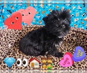 Yorkshire Terrier Puppy for sale in KATY, TX, USA