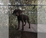 Small Photo #3 German Shorthaired Pointer Puppy For Sale in CRETE, NE, USA