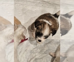 Mal-Shi Puppy for sale in LITHIA, FL, USA
