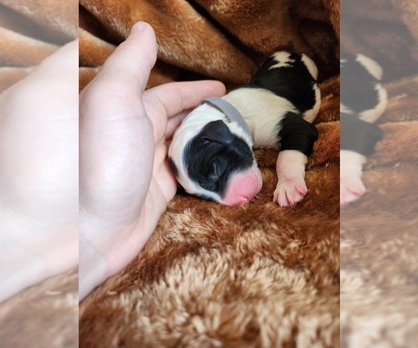 Medium Photo #94 Sheepadoodle Puppy For Sale in LEHI, UT, USA
