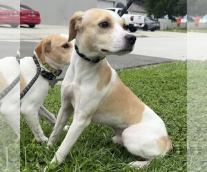 Toy Rat Doxie Dogs for adoption in Sanford, FL, USA