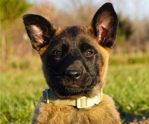 Medium Belgian Malinois