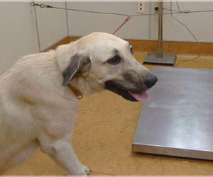 Anatolian Shepherd Dogs for adoption in Sacramento, CA, USA