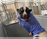 Small American Bulldog Mix