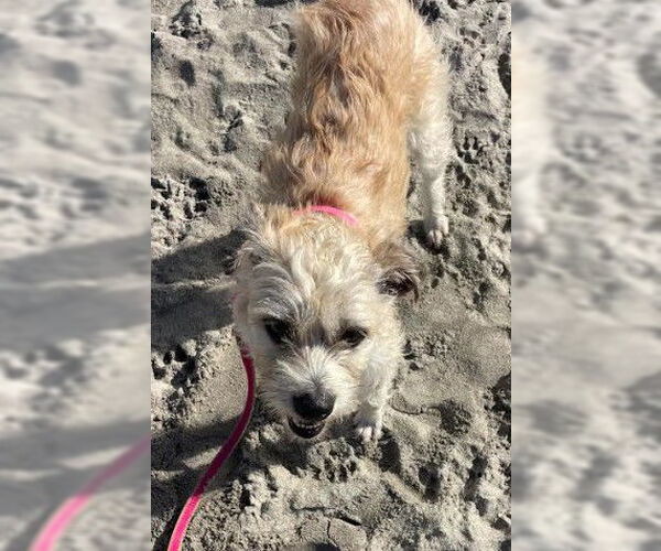 Medium Photo #3 Border Terrier-Unknown Mix Puppy For Sale in San Diego, CA, USA