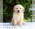 Small #3 Golden Retriever