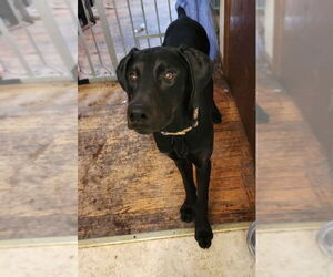 Onyx - Male Doberman Pinscher Dog for Adoption - Photo #3