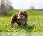 Small Photo #13 ShihPoo Puppy For Sale in WARSAW, IN, USA
