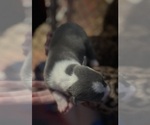 Puppy Puppy 10 American Pit Bull Terrier