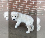 Small Photo #12 English Cream Golden Retriever Puppy For Sale in MIDLAND, MI, USA