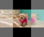 Small Photo #1 Pembroke Welsh Corgi-Poovanese Mix Puppy For Sale in MILTON, WA, USA