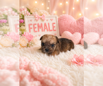 Small #6 Yorkshire Terrier