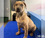 Small #4 Australian Shepherd Mix
