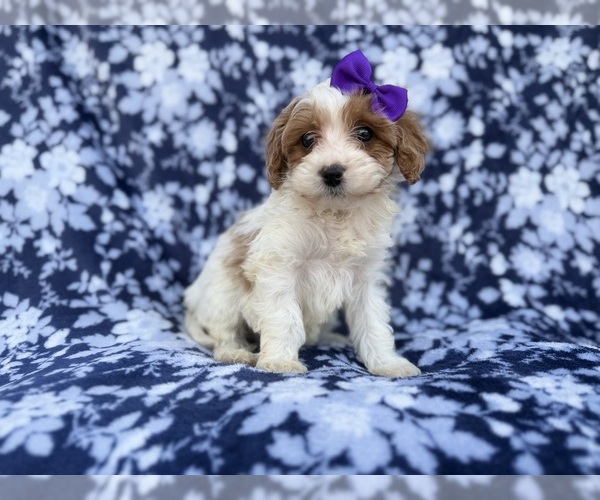 Medium Photo #5 Cavapoo (Miniature) Puppy For Sale in LAKELAND, FL, USA