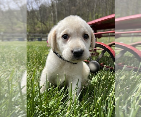 Medium Photo #5 Labrador Retriever Puppy For Sale in NEOLA, WV, USA