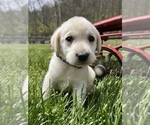 Small Photo #5 Labrador Retriever Puppy For Sale in NEOLA, WV, USA