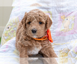 Small #1 Goldendoodle (Miniature)