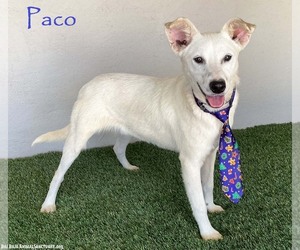 Mutt Dogs for adoption in San Diego, CA, USA