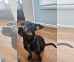 Small #4 Mutt
