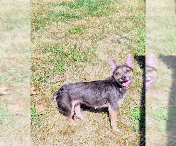 Medium Photo #2 Chihuahua-Unknown Mix Puppy For Sale in Springdale, PA, USA