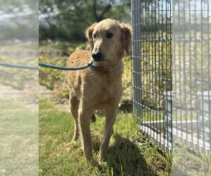 Goldendoodle Dogs for adoption in Oak Bluffs, MA, USA