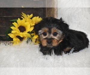 Yorkshire Terrier Puppy for sale in ELDORADO, OH, USA