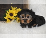 Image preview for Ad Listing. Nickname: Tucker