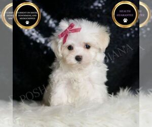 Maltese Puppy for sale in WARSAW, IN, USA
