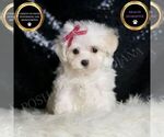 Small Maltese