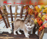 Puppy 3 Pomsky