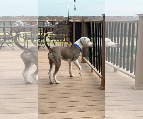 Medium Photo #8 Bullypit Puppy For Sale in Coralville, IA, USA