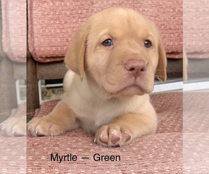 Labrador Retriever Puppy for sale in SPOTSYLVANIA, VA, USA