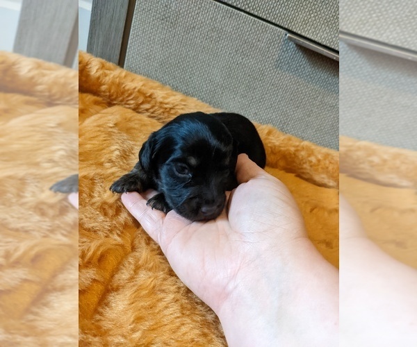 Medium Photo #2 Dachshund Puppy For Sale in SWEET HOME, OR, USA