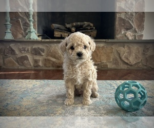 Bichpoo-Maltipoo Mix Puppy for sale in LEESBURG, VA, USA