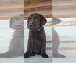 Puppy Missy Labrador Retriever