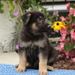 Small Photo #2 German Shepherd Dog Puppy For Sale in GAP, PA, USA