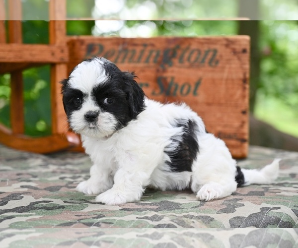 Medium Photo #4 Shih Tzu Puppy For Sale in MILLERSBURG, OH, USA