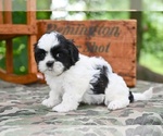 Small #3 Shih Tzu