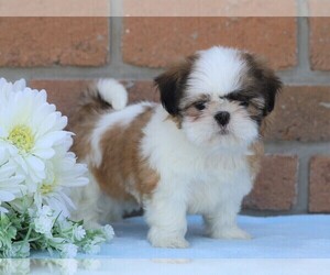 Shih Tzu Puppy for sale in FREDERICKSBG, OH, USA