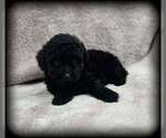 Small Photo #2 Poodle (Toy) Puppy For Sale in MULBERRY, FL, USA