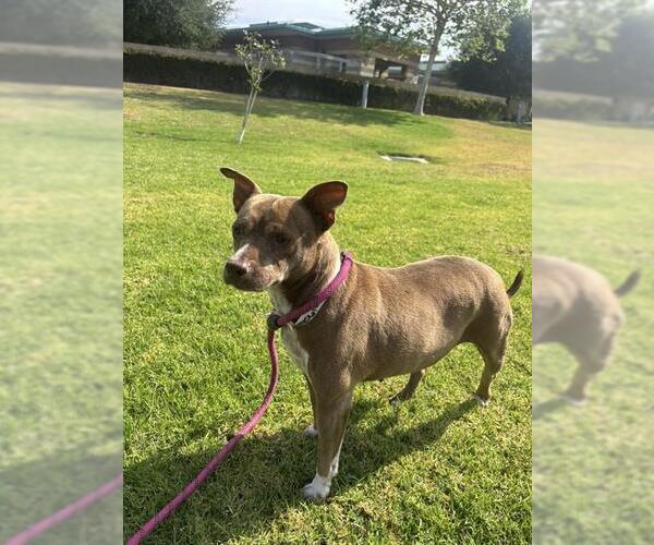 Medium Photo #1 Mutt Puppy For Sale in Riverside, CA, USA