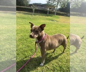 Mutt Dogs for adoption in Riverside, CA, USA