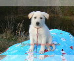 Small #4 German Shepherd Dog