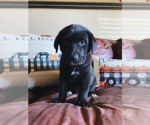 Australian Shepherd-Golden Labrador Mix Puppy for sale in QUEEN CREEK, AZ, USA