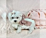 Maltese Puppies - Female Maltese Puppy for Sale - Photo #18
