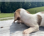 Small Photo #6 Dachshund Puppy For Sale in LAWRENCEBURG, TN, USA