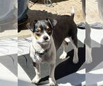 Small #4 Mutt