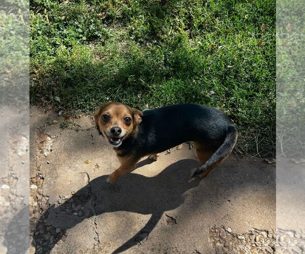 Medium Photo #1 Chihuahua-Unknown Mix Puppy For Sale in Grafton, WI, USA