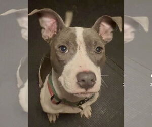 Mutt Dogs for adoption in St. Louis Park, MN, USA